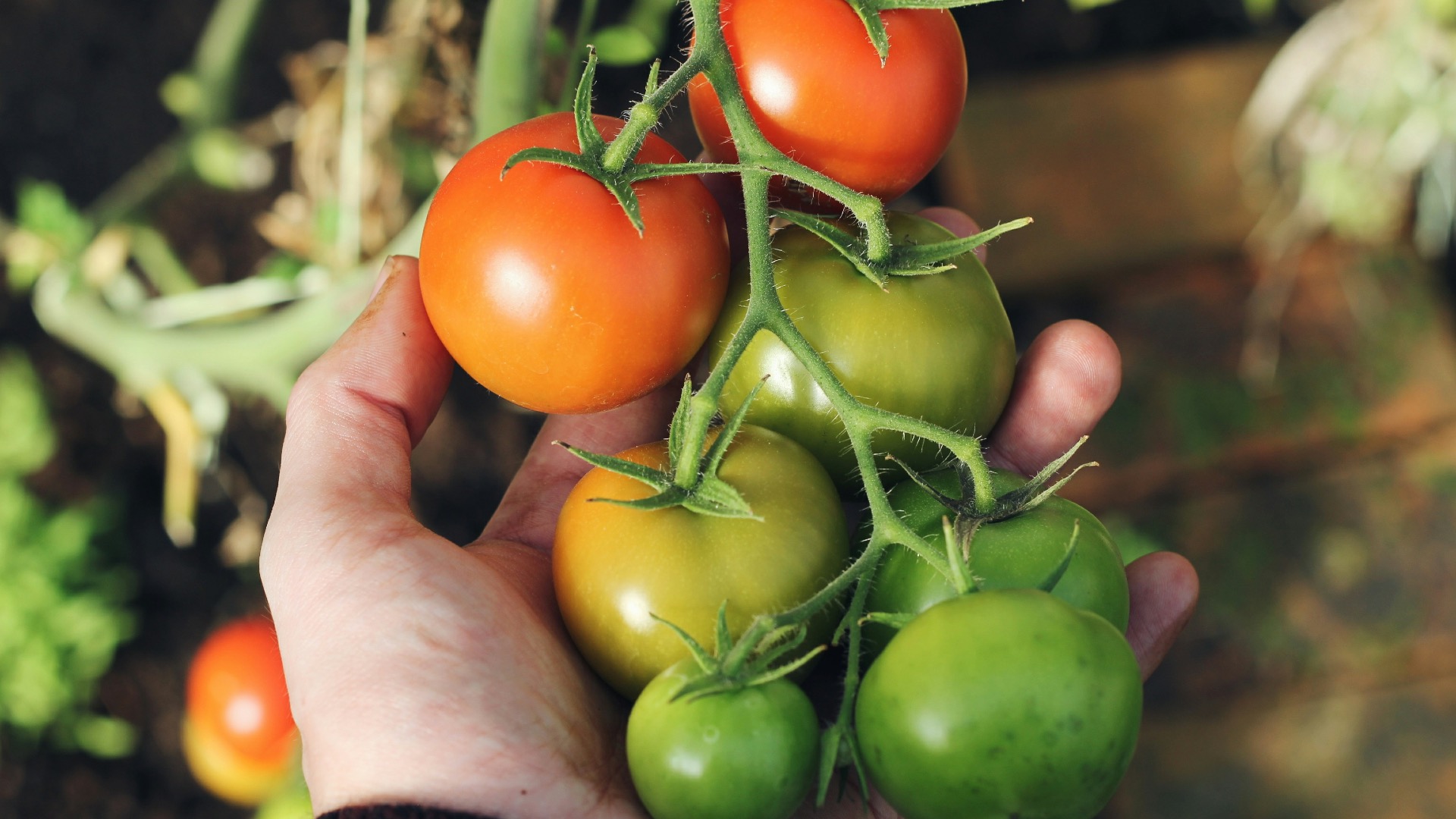 Hand holding a vine of tomatoes at different ripeness stages, from green to red, in a garden setting.